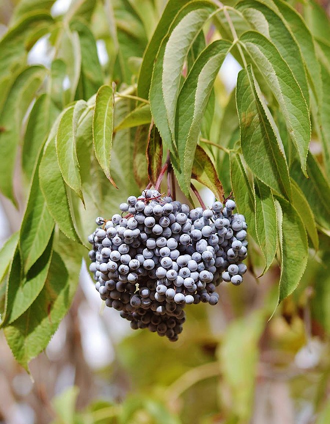 Cracking the elderberry code | Flavor | San Luis Obispo