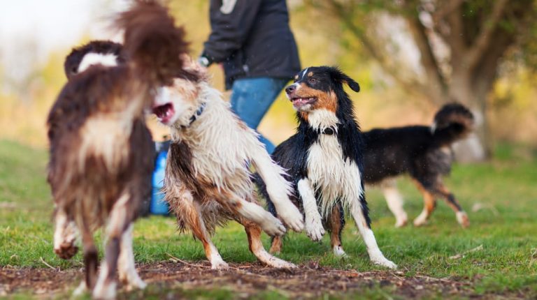 How to Start a Pet Sitting Business