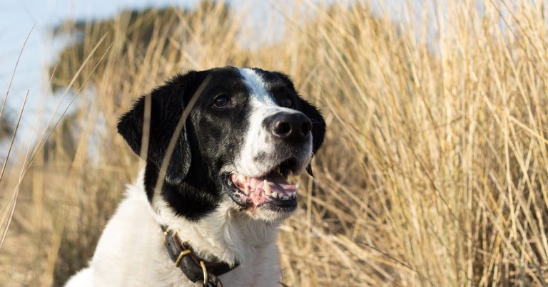 One Third of Dogs Have a Behaviour Issue, Study Shows