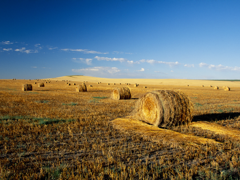 How to Start a Hay Farm