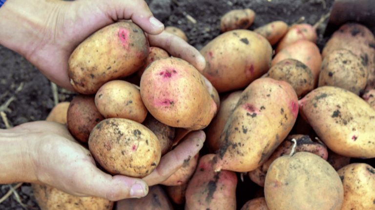 How to Start Potato Farming