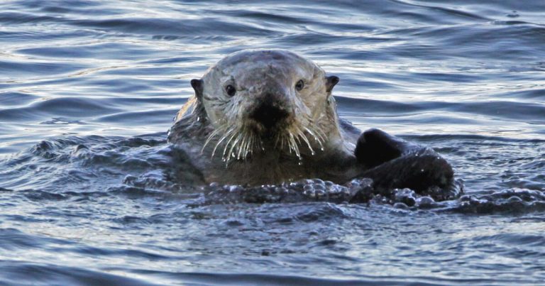 Opinion: Is the restoration of California’s cutest keystone species worth it?