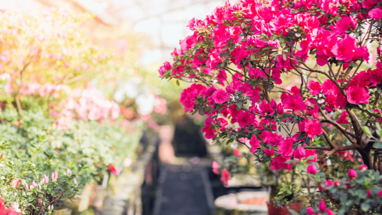 How to Start Flower Farming