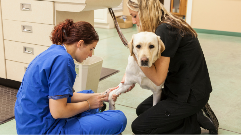 Vet Tech Job Description Guide