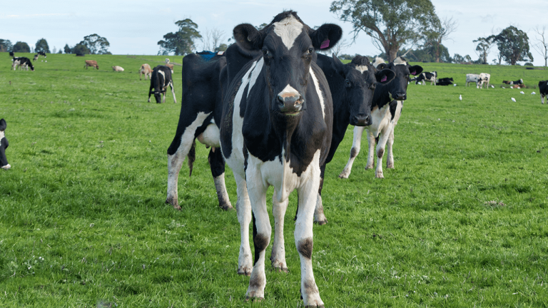 What is Organic Dairy Farming + How to Start an Organic Dairy Farm