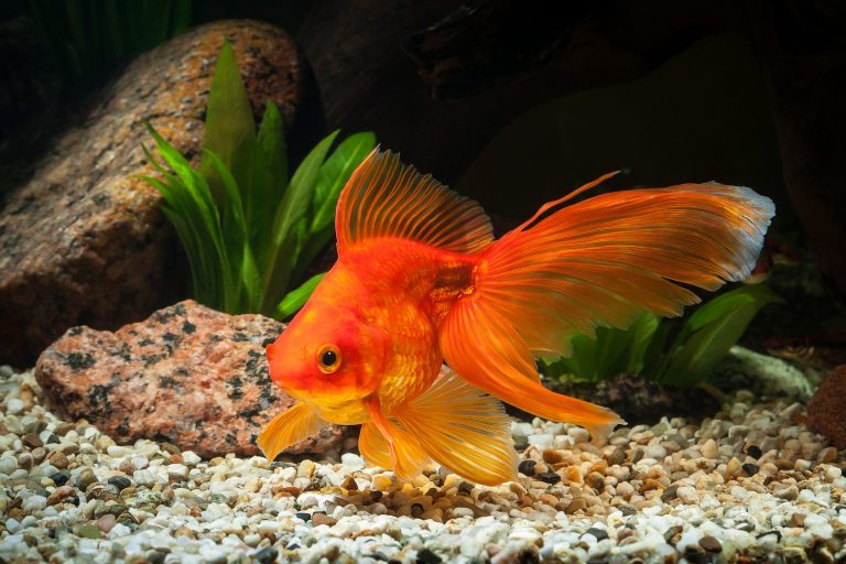 Ted Lasso Was Wrong: Don’t Be a Goldfish