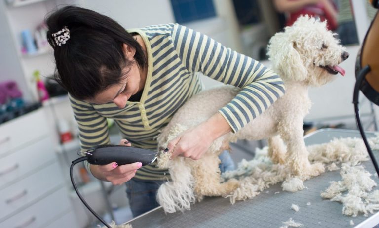 How Much to Tip a Dog Groomer?